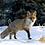 kitsune