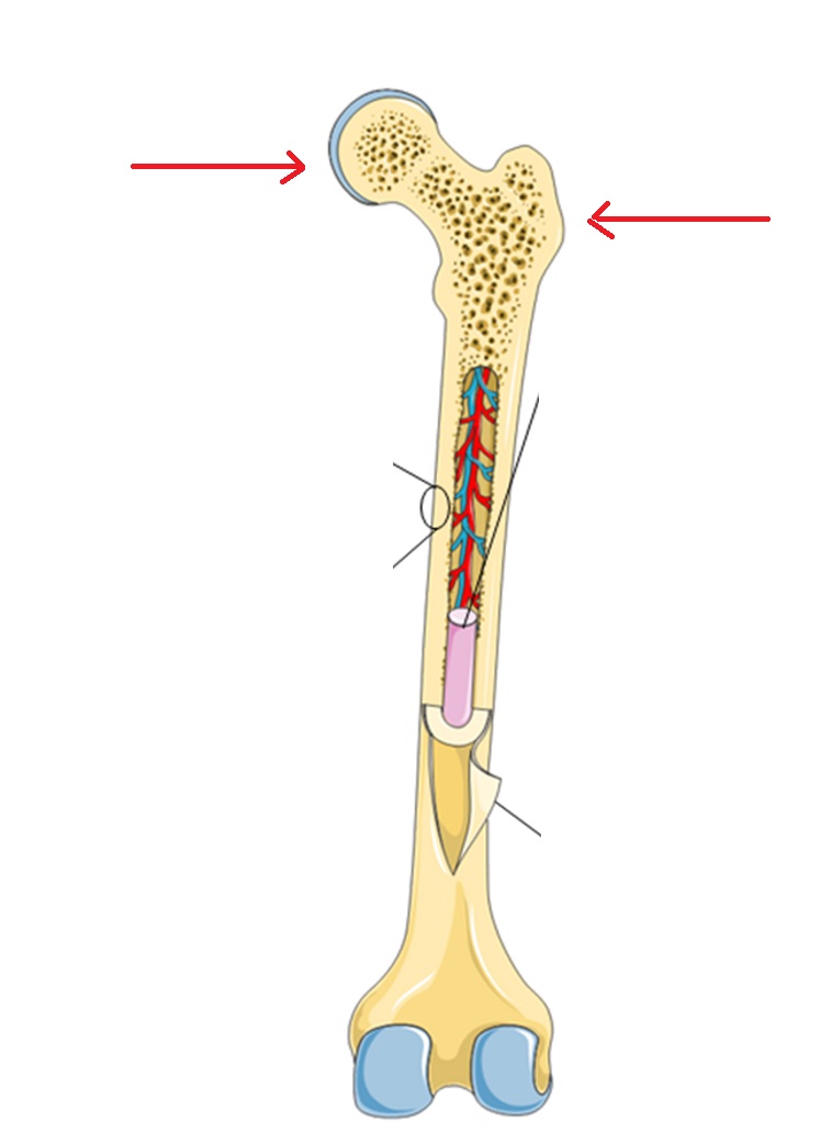 bone.jpg
